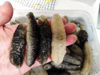 斯里蘭卡禿參一包10條